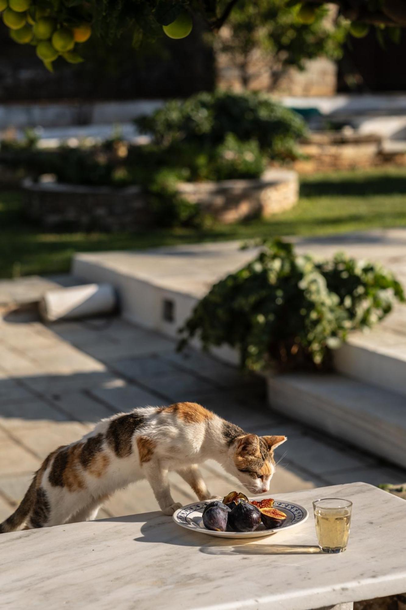 Romano Garden House - Land Tales Agios Romanos Exterior photo